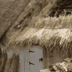 _Thatched cottage roof under repair with ladder leaning against straw roof and bundles of dried thatch around a white door.