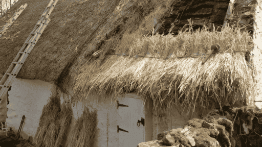 _Thatched cottage roof under repair with ladder leaning against straw roof and bundles of dried thatch around a white door.