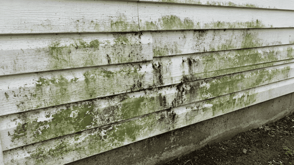 _a close up of vinyl siding panels on a home exterior with visible green and black mold and mildew growth across the surface
