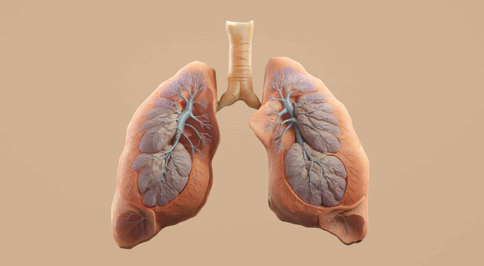 Lungs