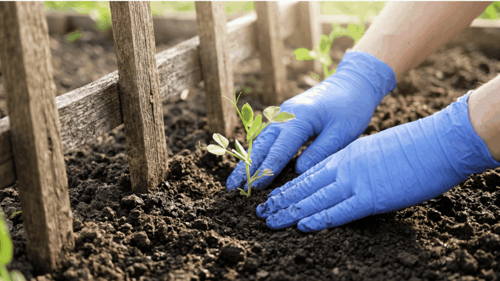 caring for a small seedling in soil near a wooden garden bed fence.