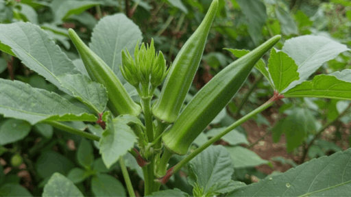 close-up image of fresh okra pods growing on a plant, surrounded by vibrant green leaves