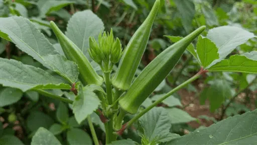 close-up image of fresh okra pods growing on a plant, surrounded by vibrant green leaves