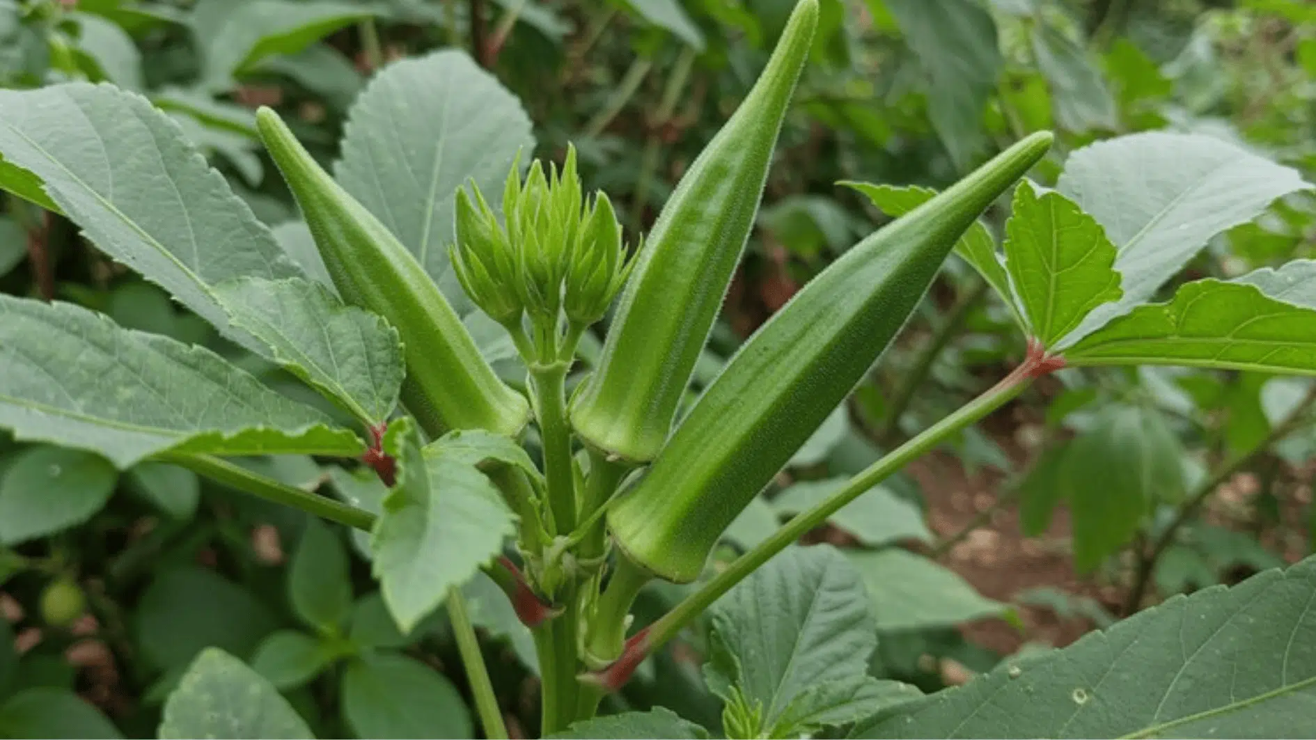 close-up image of fresh okra pods growing on a plant, surrounded by vibrant green leaves