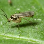 close-up macro view of several fungus gnats resting on a green plant leaf, showing their long legs, wings, and slender mosquito-like bodies