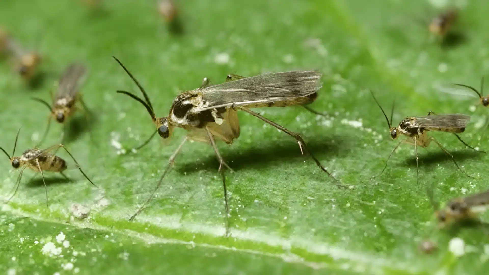 close-up macro view of several fungus gnats resting on a green plant leaf, showing their long legs, wings, and slender mosquito-like bodies
