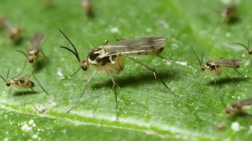 close-up macro view of several fungus gnats resting on a green plant leaf, showing their long legs, wings, and slender mosquito-like bodies