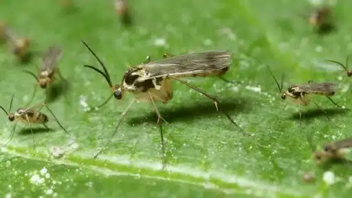 close-up macro view of several fungus gnats resting on a green plant leaf, showing their long legs, wings, and slender mosquito-like bodies