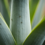 close-up of a green plant leaf with a few small thrips insects visible on the surface in a garden setting