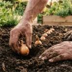 close-up of weathered hands pressing a small yellow onion bulb into dark garden soil in a wooden raised garden bed