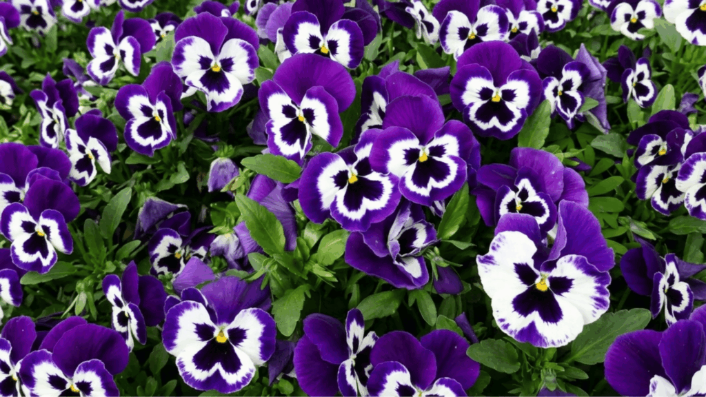 colorful pansies with purple and white petals blooming in a garden bed in early spring