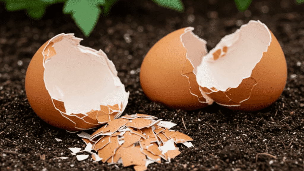 crushed eggshells scattered on soil with broken shells, commonly used as a natural fertilizer or pest deterrent in gardening