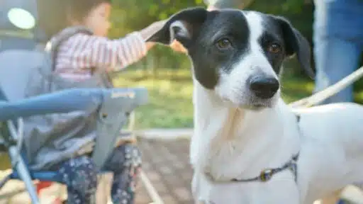 A pet