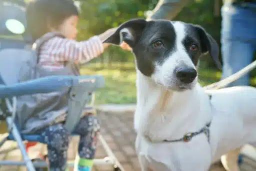 A pet