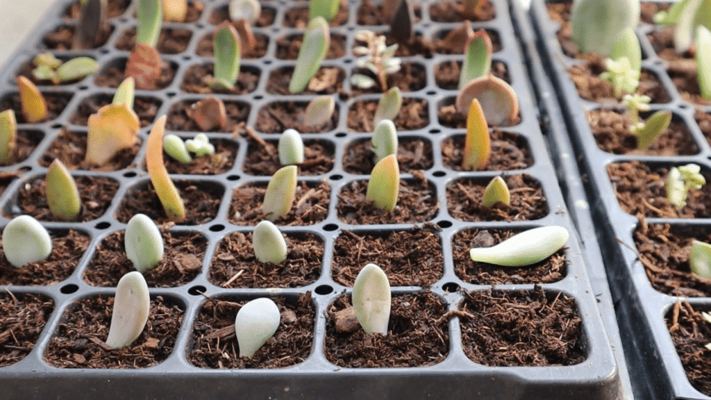 dsucculent leaf cuttings planted in small soil cells of a propagation tray showing young growth and early stages of plant propagation