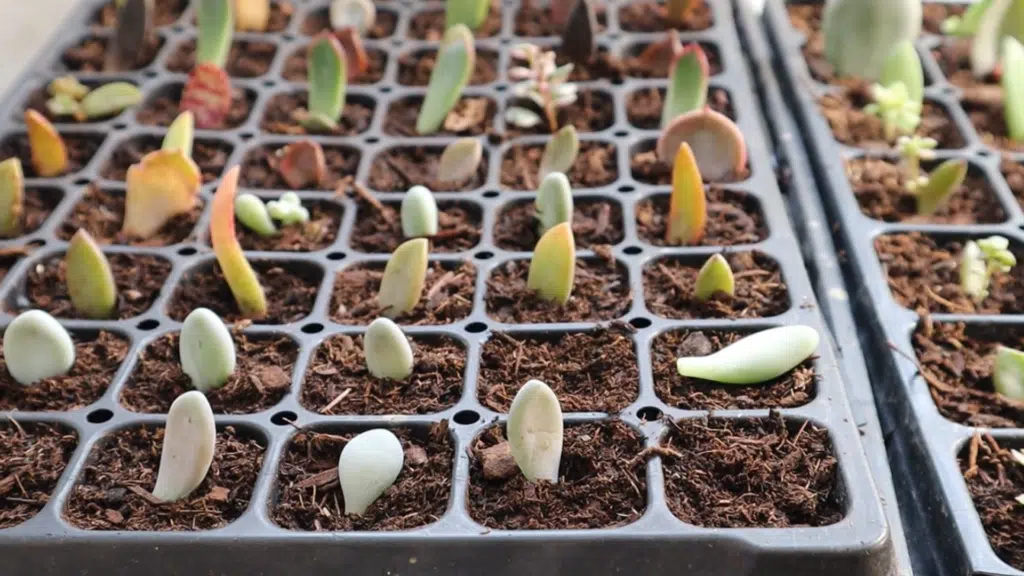 dsucculent leaf cuttings planted in small soil cells of a propagation tray showing young growth and early stages of plant propagation