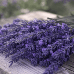 freshly cut lavender stems arranged on a wooden surface ready for drying at home to preserve fragrance and color