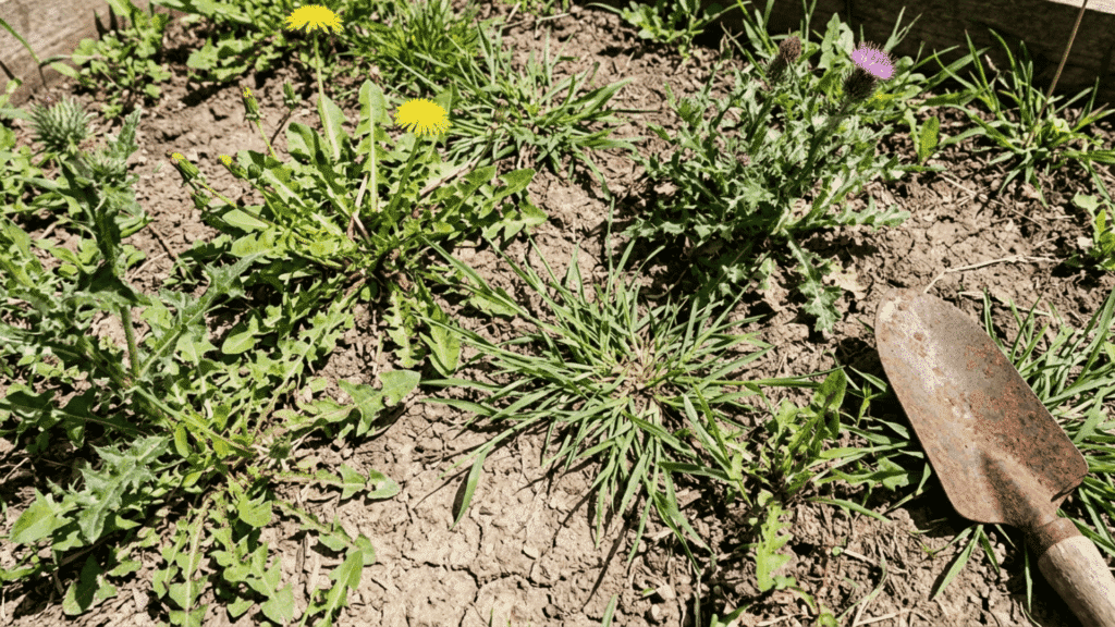 garden bed with weeds and soil showing need for mulch and weed control.