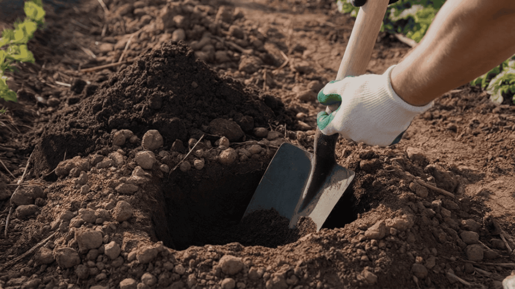 gloved hands digging a wide planting hole in garden soil to prepare space for planting a rose bush