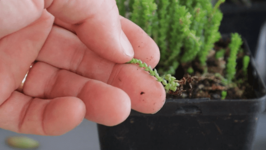 hand gently holding a small succulent cutting with tiny leaves and roots taken from a black nursery pot during plant propagation process