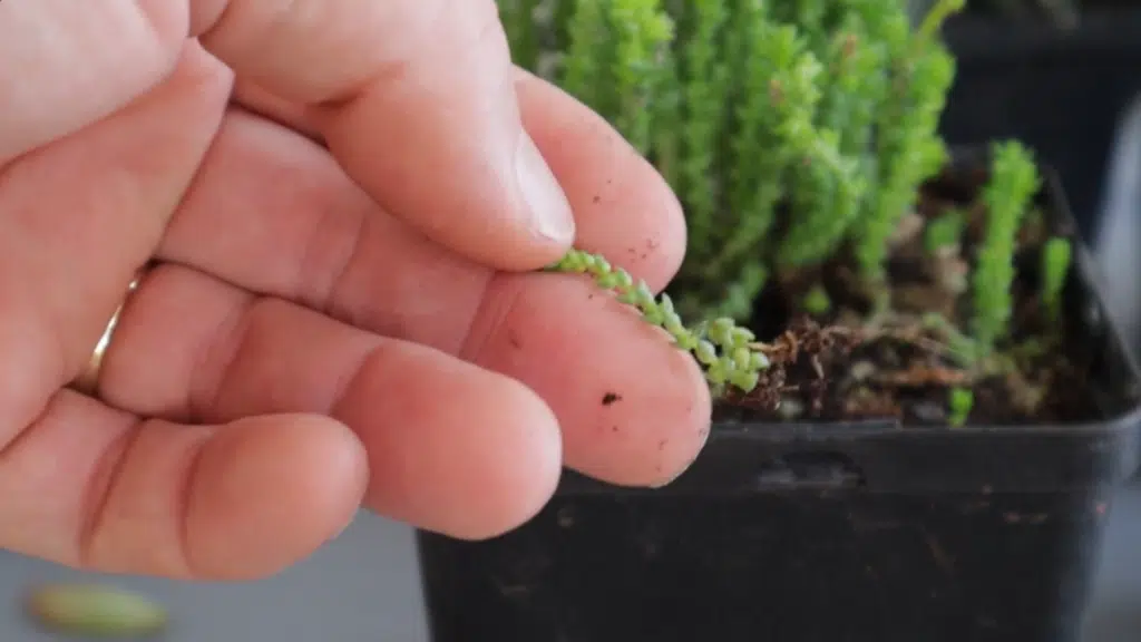 hand gently holding a small succulent cutting with tiny leaves and roots taken from a black nursery pot during plant propagation process