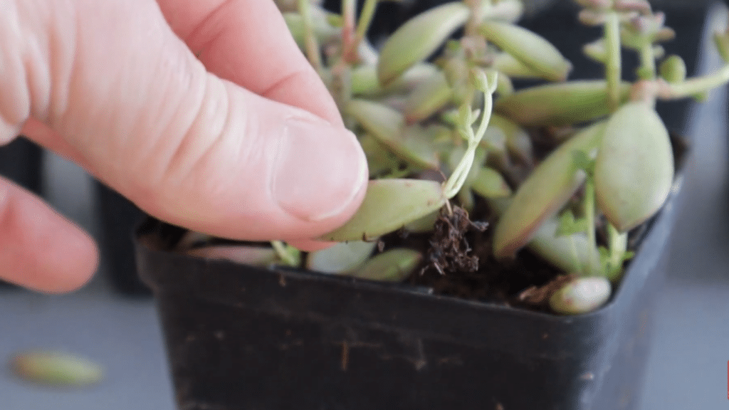 hand gently holding a succulent leaf with small roots emerging from soil in a black nursery pot during plant propagation process