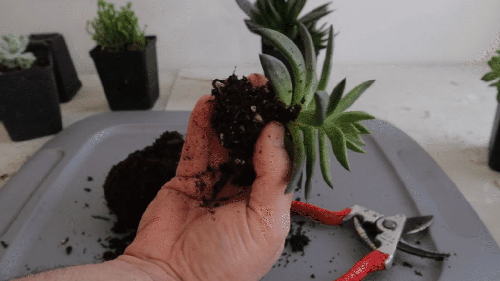 hand holding a small succulent plant with exposed roots and soil while repotting on a tray with pruning shears and potting mix nearby