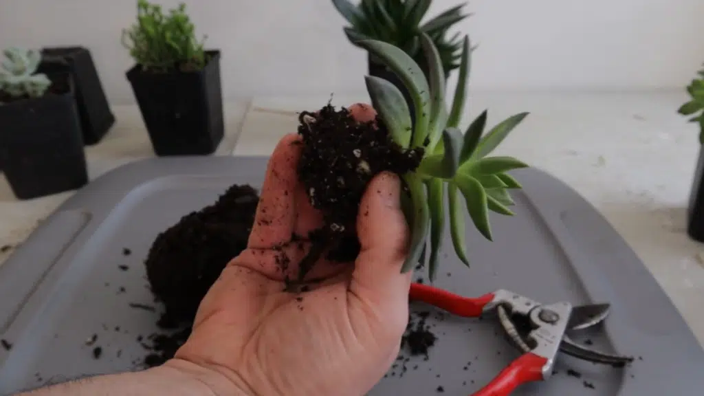 hand holding a small succulent plant with exposed roots and soil while repotting on a tray with pruning shears and potting mix nearby