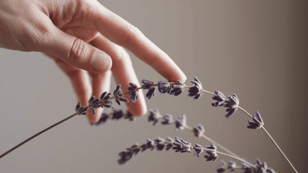 hands checking dried lavender stems and crisp buds to confirm the lavender flowers are fully dried and ready