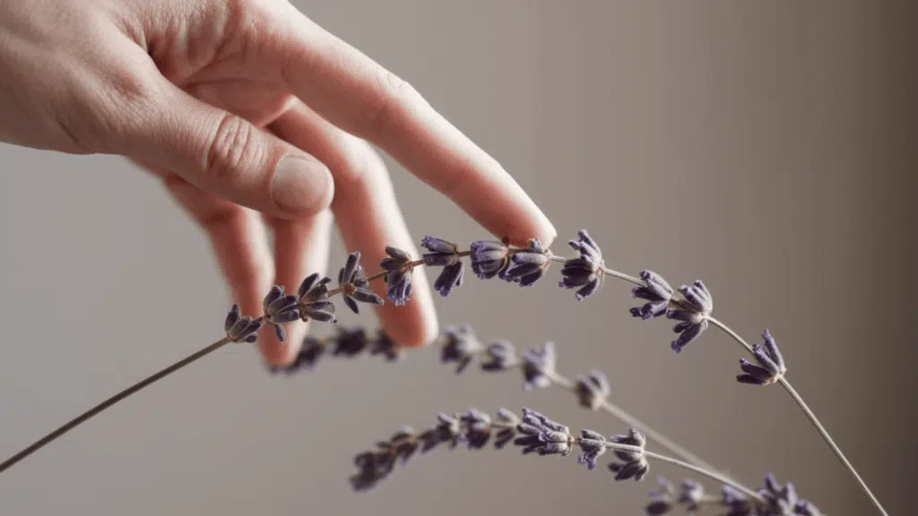 hands checking dried lavender stems and crisp buds to confirm the lavender flowers are fully dried and ready