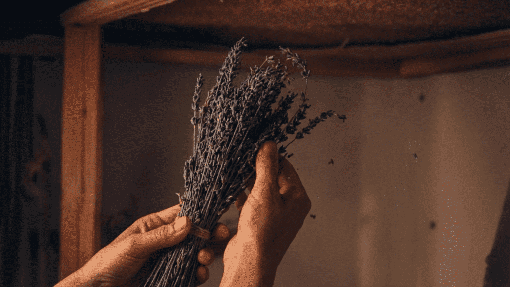 hands holding a bundle of dried lavender stems inside a rustic wooden space with soft warm lighting and natural texture