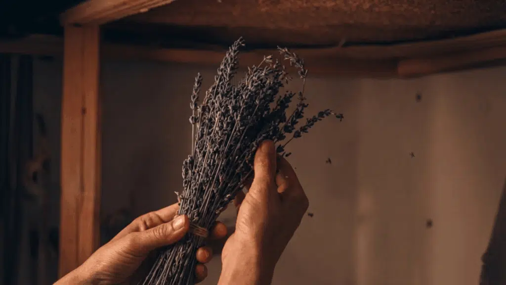 hands holding a bundle of dried lavender stems inside a rustic wooden space with soft warm lighting and natural texture