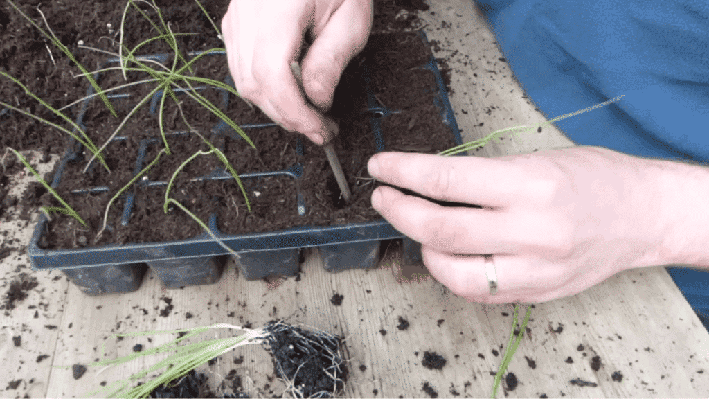 hands use a wooden tool to make a hole in a seedling tray to space young green onion plants for transplanting