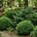 low maintenance evergreen shrubs in a shaded garden with dense green foliage and a natural woodland setting