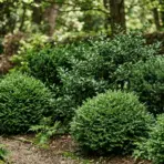 low maintenance evergreen shrubs in a shaded garden with dense green foliage and a natural woodland setting
