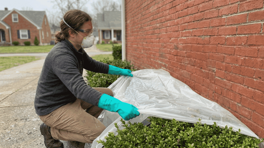 man in a mask and green gloves covers garden bushes with plastic