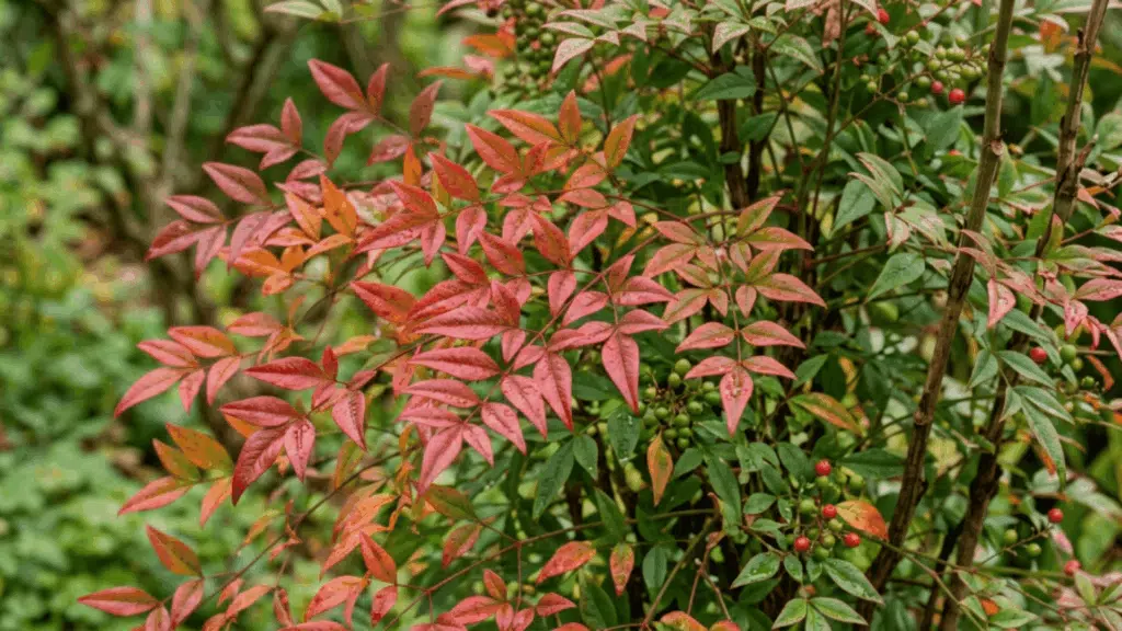 nandina foliage close up with red and green leaves fine texture in natural light plant fully visible not cut from above with clear focus (1)