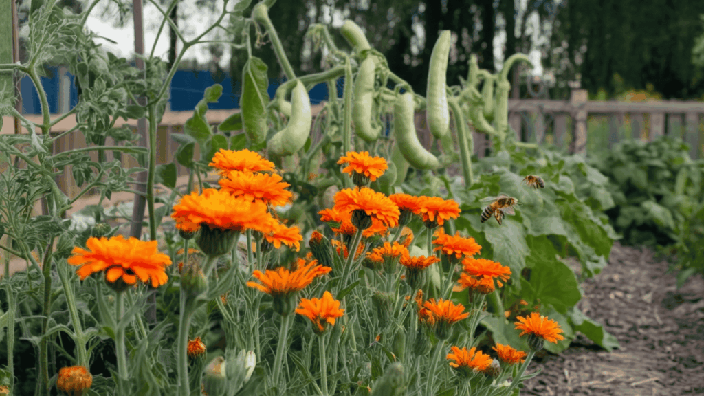 orange calendula flowers blooming beside tomatoes beans and squash in a vegetable garden attracting pollinators and beneficial insects to support crop growth