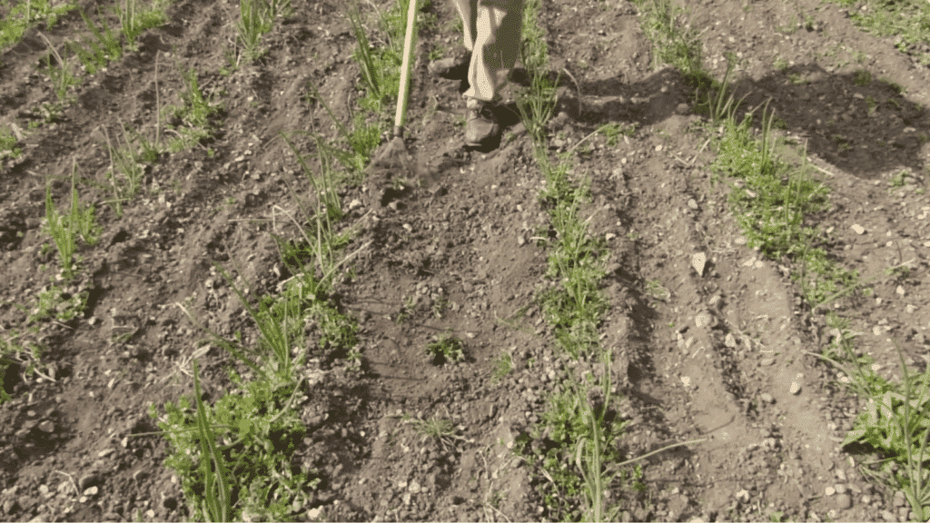 person in brown pants and boots using a metal garden hoe to remove weeds from rows of young green onions in a field