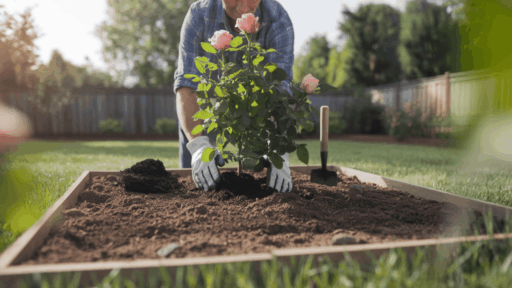 person planting a rose bush in a prepared garden bed with soil and tools showing the process of planting roses in a home garden