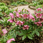 pink hellebore flowers blooming in an early spring garden bed with green foliage and a natural pathway background