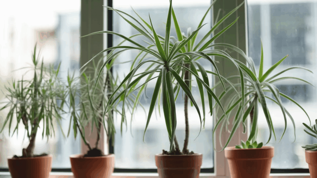 potted indoor plants with long green leaves placed on a windowsill with soft natural light and blurred city view outside