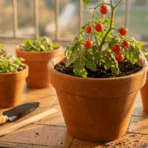 potted tomato plant with red fruits on a balcony surrounded by small pots, gardening tools, and sunlight in the background