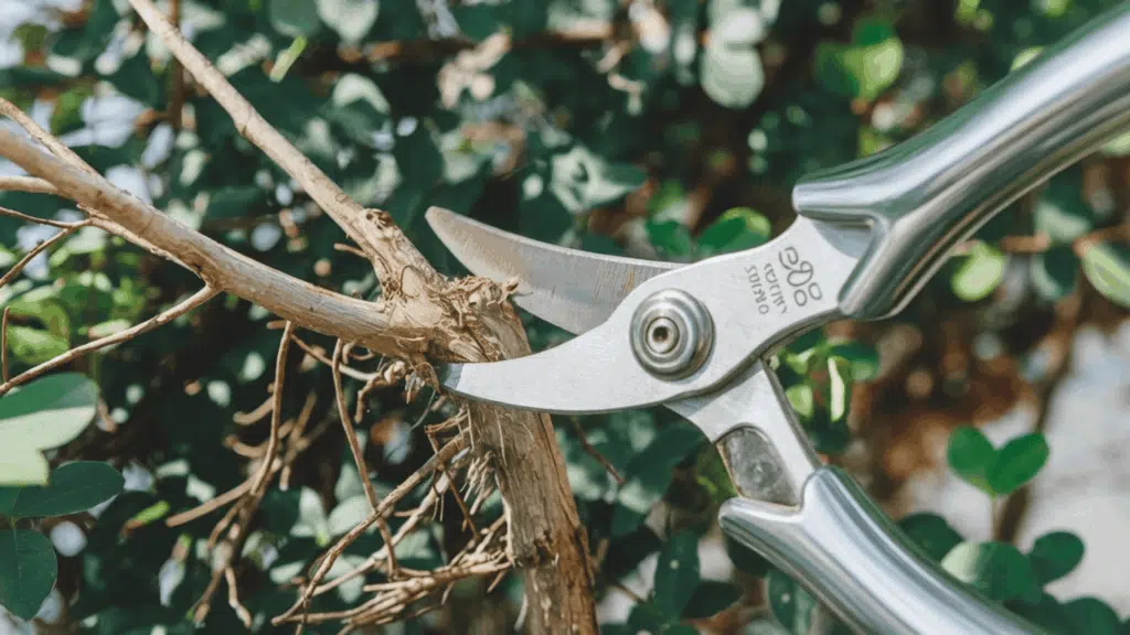 pruning shears cutting a dead branch from a green plant in a garden to redirect energy and improve overall growth