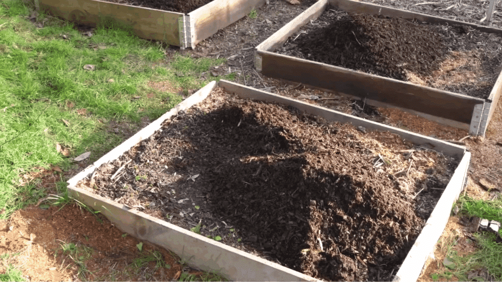 raised garden beds filled with dark brown mounds of compost and soil, prepared for planting onions in a grassy backyard