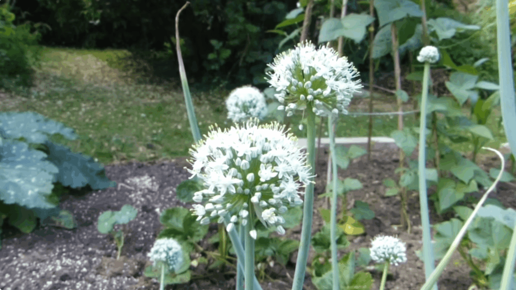 several globe-shaped white flower clusters bloom on tall green stems in an onion patch during the bolting stage