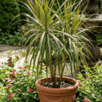 small dracaena plants with dark green potted dracaena plant with long thin leaves placed in a garden surrounded by colorful flowers and a fountain in the backgroundn glossy leaves