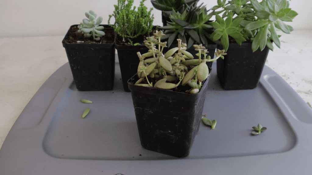small succulent plants in black nursery pots placed on a tray with fallen leaves scattered around during indoor plant care setup