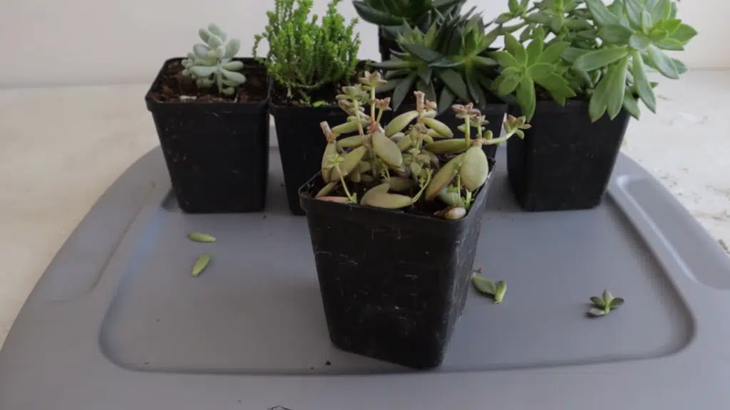 small succulent plants in black nursery pots placed on a tray with fallen leaves scattered around during indoor plant care setup
