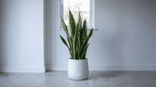 snake plant in a white pot placed on a concrete floor near a window, with soft natural light and minimal interior background